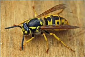 Wasp Pest Control Bradford