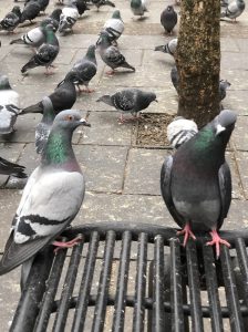 Bird problem - pigeons